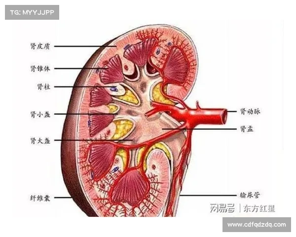 肾受辐射,快速治疗方法大揭秘 肾受辐射,快速治疗方法大揭秘